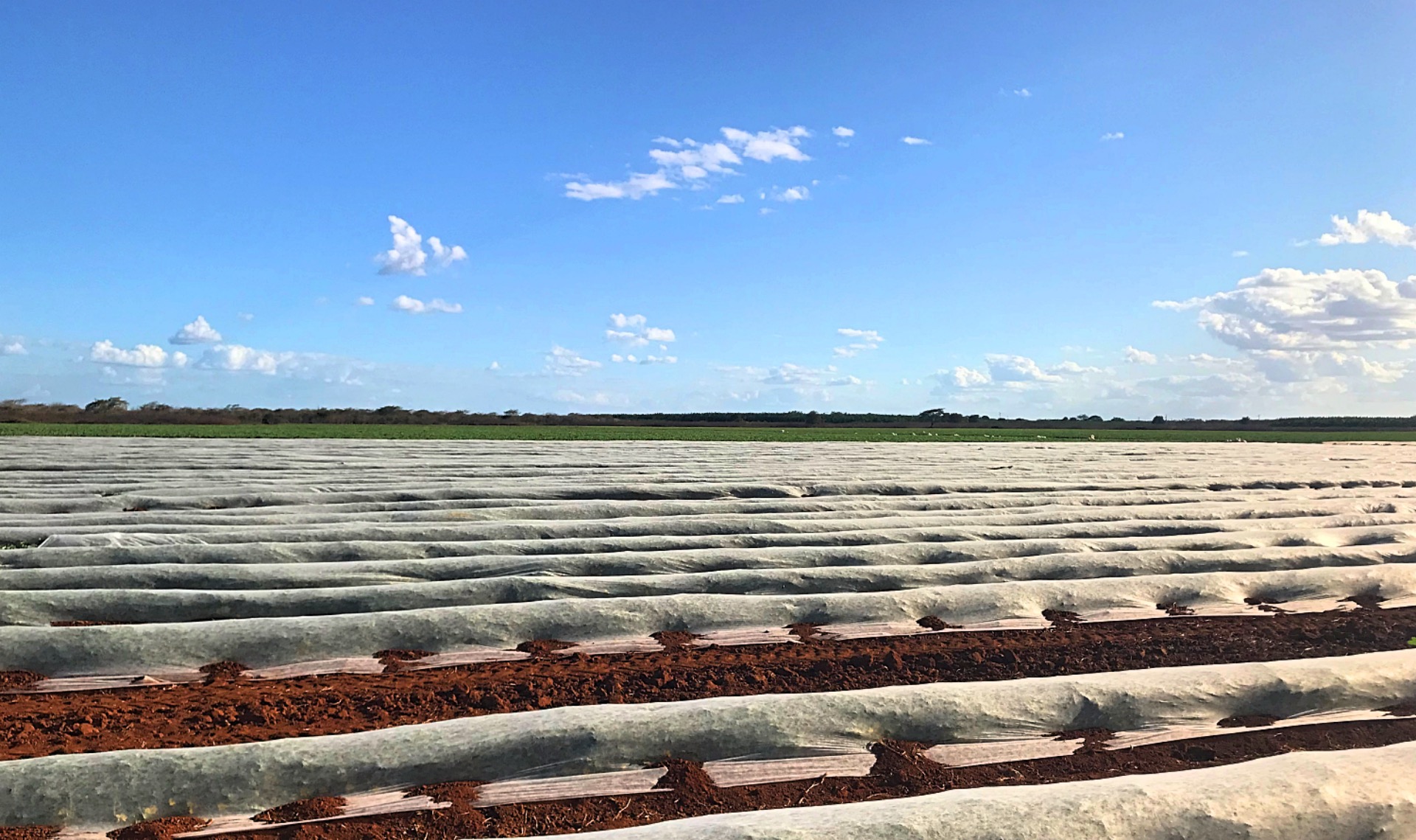 How Irrigation Water Quality Influences Production in Brazil AQUA4D