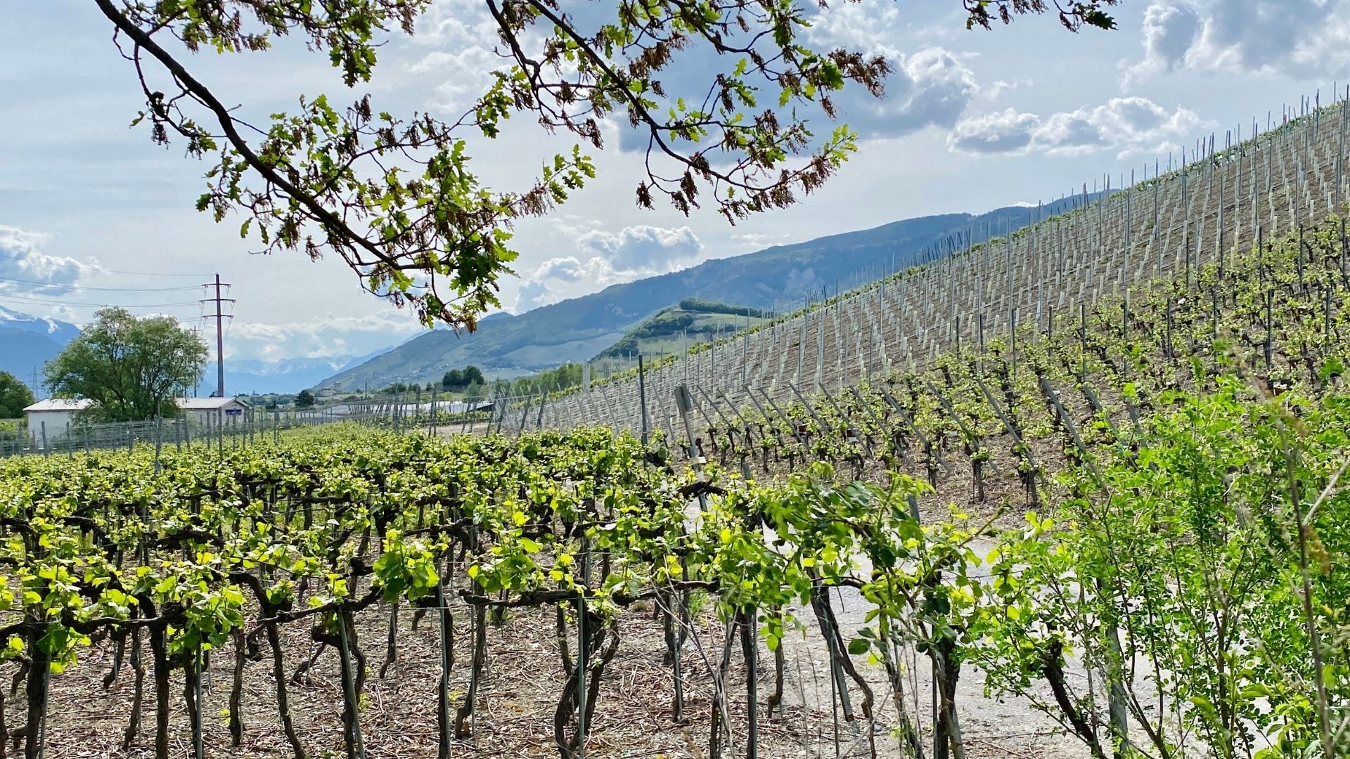 irrigação sustentável da vinha na valais suíça